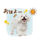 日常生活のマルチーズ（個別スタンプ：1）