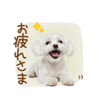 日常生活のマルチーズ（個別スタンプ：2）