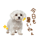 日常生活のマルチーズ（個別スタンプ：3）