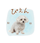日常生活のマルチーズ（個別スタンプ：4）