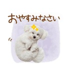 日常生活のマルチーズ（個別スタンプ：5）