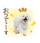 日常生活のマルチーズ（個別スタンプ：6）