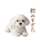 日常生活のマルチーズ（個別スタンプ：7）