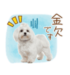 日常生活のマルチーズ（個別スタンプ：10）