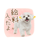 日常生活のマルチーズ（個別スタンプ：11）