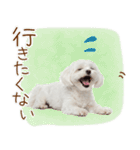 日常生活のマルチーズ（個別スタンプ：12）