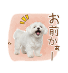 日常生活のマルチーズ（個別スタンプ：13）