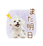 日常生活のマルチーズ（個別スタンプ：14）