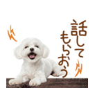 日常生活のマルチーズ（個別スタンプ：17）