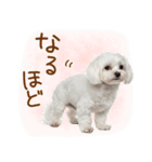 日常生活のマルチーズ（個別スタンプ：18）