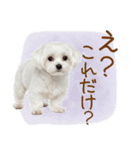 日常生活のマルチーズ（個別スタンプ：20）