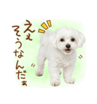 日常生活のマルチーズ（個別スタンプ：21）