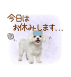 日常生活のマルチーズ（個別スタンプ：22）