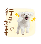 日常生活のマルチーズ（個別スタンプ：23）
