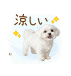 日常生活のマルチーズ（個別スタンプ：24）