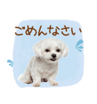 日常生活のマルチーズ（個別スタンプ：25）
