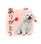 日常生活のマルチーズ（個別スタンプ：26）