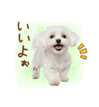 日常生活のマルチーズ（個別スタンプ：27）