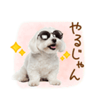 日常生活のマルチーズ（個別スタンプ：28）