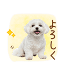 日常生活のマルチーズ（個別スタンプ：29）