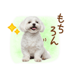 日常生活のマルチーズ（個別スタンプ：32）