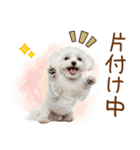 日常生活のマルチーズ（個別スタンプ：33）
