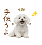 日常生活のマルチーズ（個別スタンプ：34）