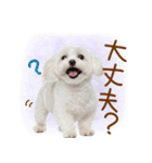 日常生活のマルチーズ（個別スタンプ：35）