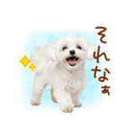日常生活のマルチーズ（個別スタンプ：36）