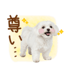 日常生活のマルチーズ（個別スタンプ：37）