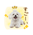 日常生活のマルチーズ（個別スタンプ：38）