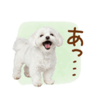 日常生活のマルチーズ（個別スタンプ：39）