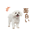 日常生活のマルチーズ（個別スタンプ：40）