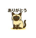 おしゃべりシャムにゃんこ（個別スタンプ：1）