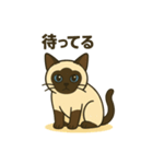 おしゃべりシャムにゃんこ（個別スタンプ：13）