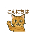 すまし顔の茶トラごあいさつ（個別スタンプ：1）