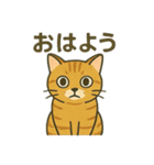 すまし顔の茶トラごあいさつ（個別スタンプ：8）