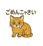すまし顔の茶トラごあいさつ（個別スタンプ：11）