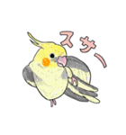 オカメ セキセイインコ（個別スタンプ：36）