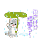 子猫ねこネコ 梅雨～夏（個別スタンプ：14）