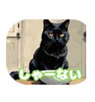 関西弁で短く思いを伝えるねこ（個別スタンプ：24）