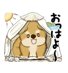 新・柴犬さん 2025 「夏です」（個別スタンプ：1）
