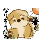 新・柴犬さん 2025 「夏です」（個別スタンプ：5）