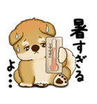 新・柴犬さん 2025 「夏です」（個別スタンプ：7）