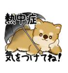 新・柴犬さん 2025 「夏です」（個別スタンプ：8）