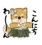 新・柴犬さん 2025 「夏です」（個別スタンプ：9）