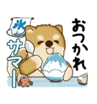新・柴犬さん 2025 「夏です」（個別スタンプ：11）