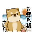 新・柴犬さん 2025 「夏です」（個別スタンプ：12）