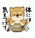 新・柴犬さん 2025 「夏です」（個別スタンプ：21）