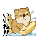 新・柴犬さん 2025 「夏です」（個別スタンプ：23）